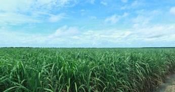 Vùng nguyên liệu Vùng nguyên liệu