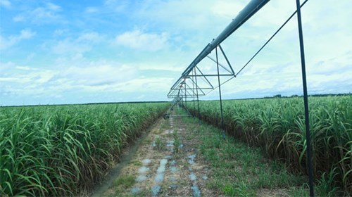 Hệ thống tưới tiêu hiện đạo vùng nguyên liệu của BHS